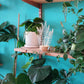 Snake Plant Lamp
